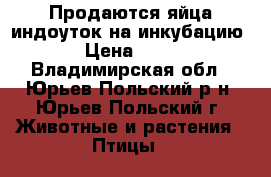 Продаются яйца индоуток на инкубацию › Цена ­ 40 - Владимирская обл., Юрьев-Польский р-н, Юрьев-Польский г. Животные и растения » Птицы   